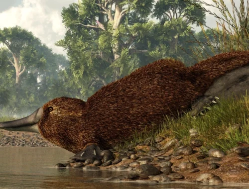 Древний зубастый утконос: что рассказали окаменелости из Южной Австралии