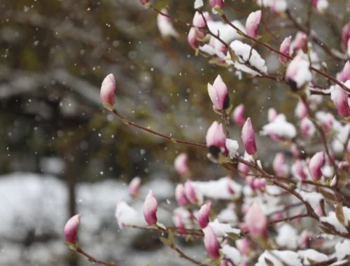 Леус: С начала апреля в Москве выпало более двух месячных норм осадков