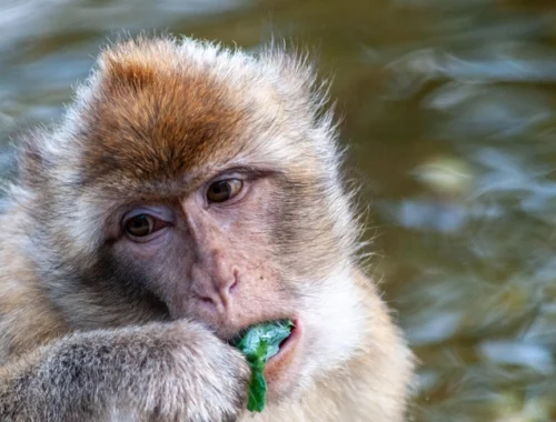 Макаки на Гибралтаре начали есть землю