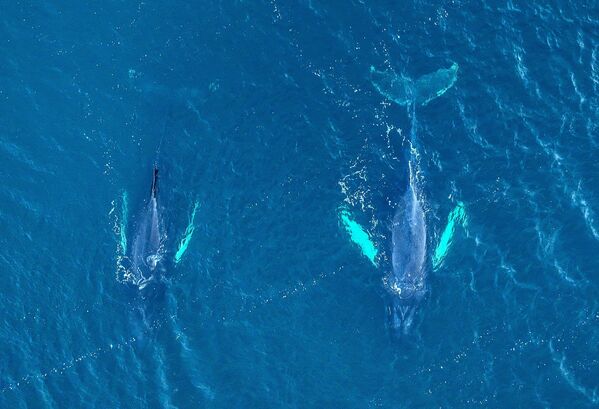 Киты у побережья Териберки