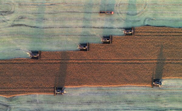 Уборка урожая рапса на поле в окрестностях поселка Тальники в Ужурском районе Красноярского края.