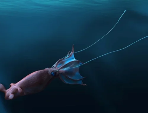 Следы морских чудовищ: существовали ли кракены во времена динозавров?