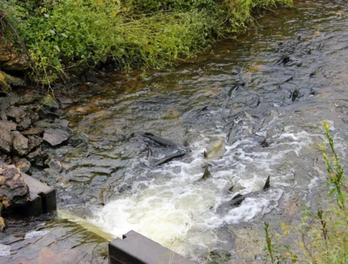 Такого не было 30 лет: ученые помогут рыбам Дона нереститься