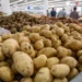 Аграрии заявили о возможном уничтожении урожая картофеля из-за отсутствия спроса