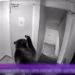 Медведь зубами открыл дверь в отеле и поставил на уши румынский курорт: видео