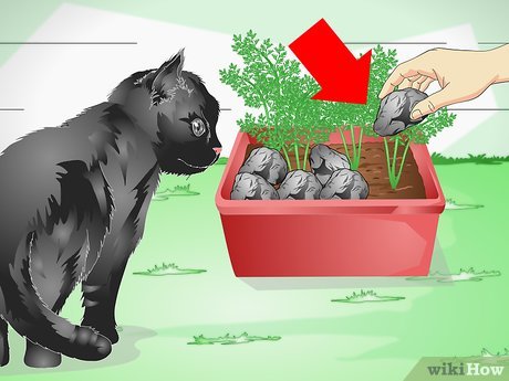 Как уберечь комнатные растения от кошки — wikiHow