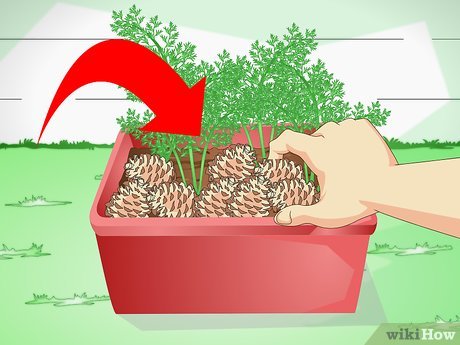 Step 3 Положите в горшок с растением сосновые шишки.