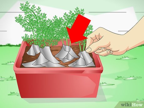 Step 4 Выложите вокруг растения алюминиевую фольгу.